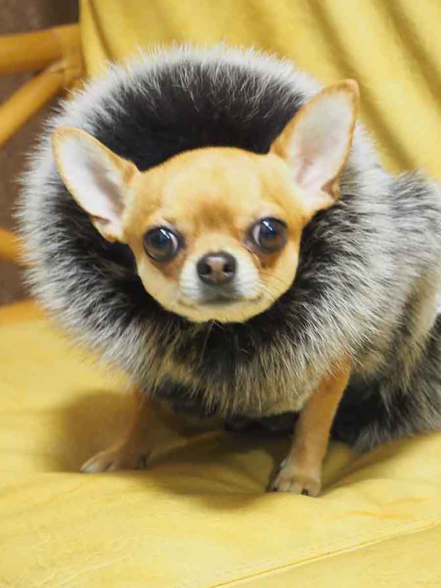 одежда для домашних питомцев