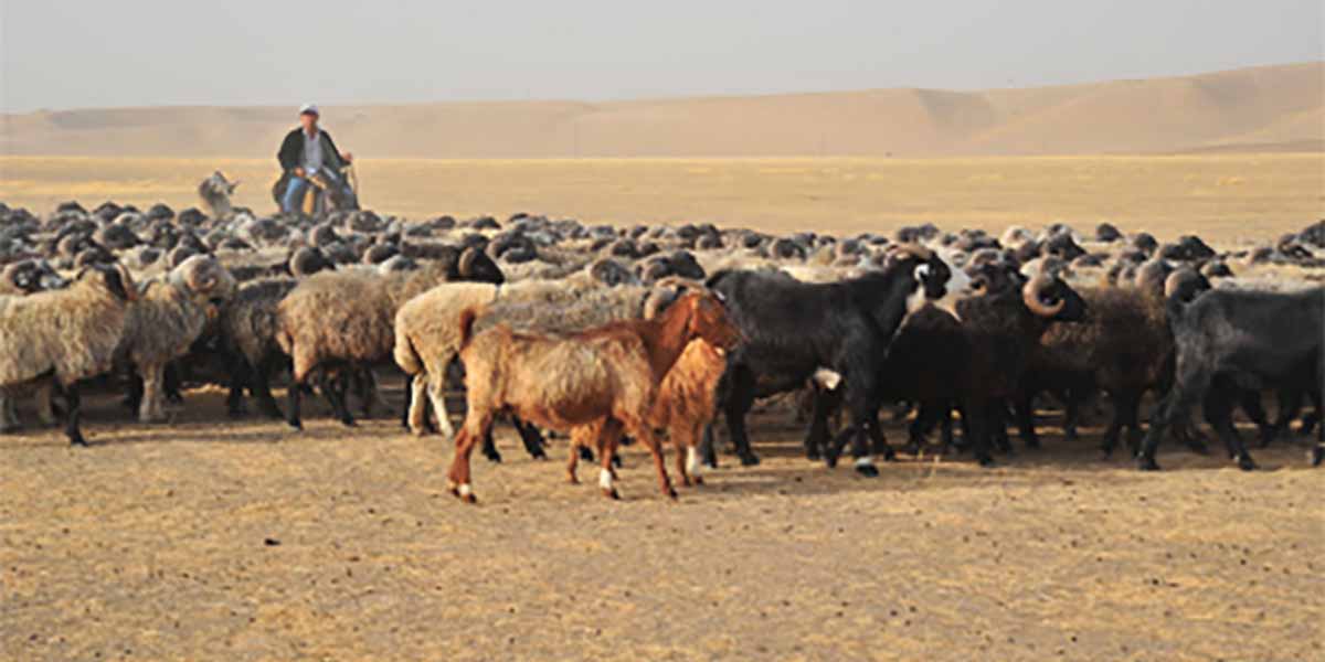 Каракуль и его уникальность